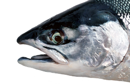 Head of Salmon